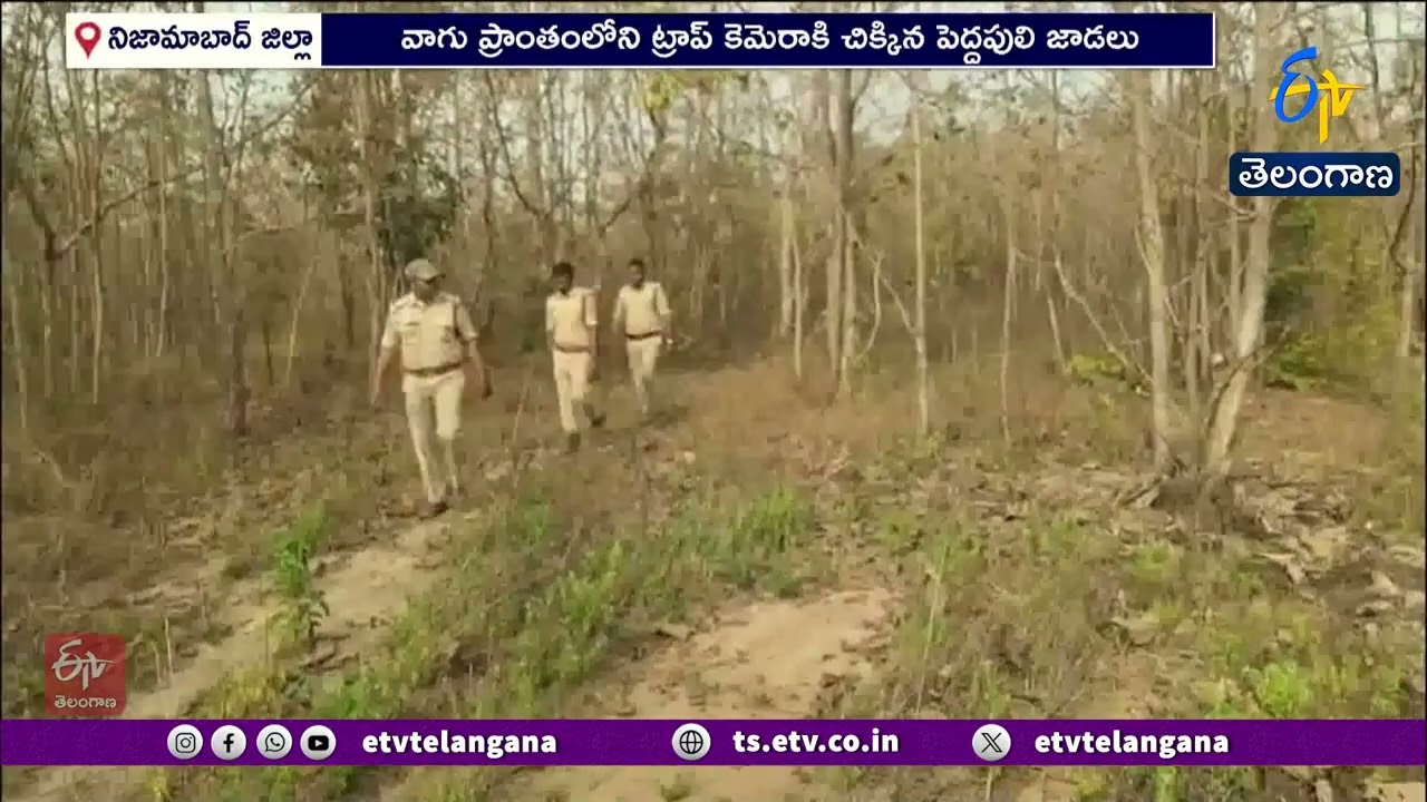Tiger from Tadoba Forest Traced in Nizamabad | Trap Camera Captures Tiger in Kammarapalli Range