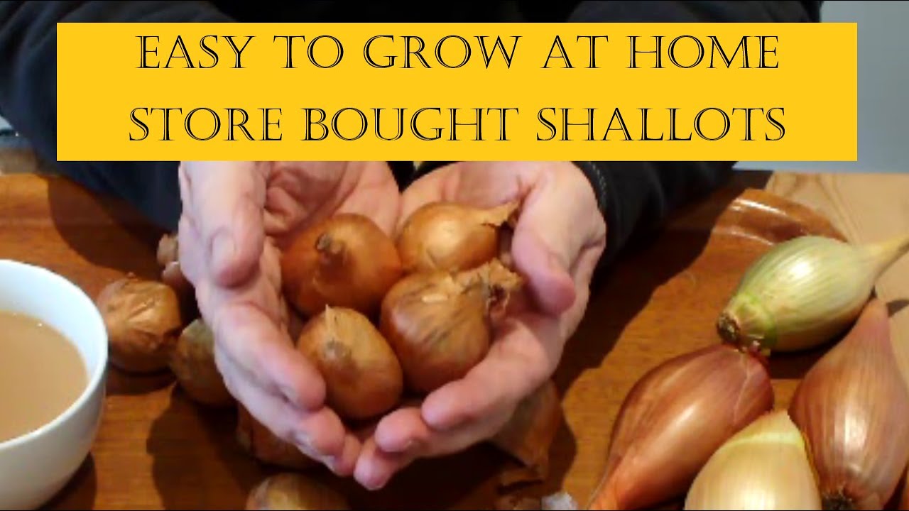 Grow Store  Bought Shallots in Buckets at Home. The do's and the don'ts.