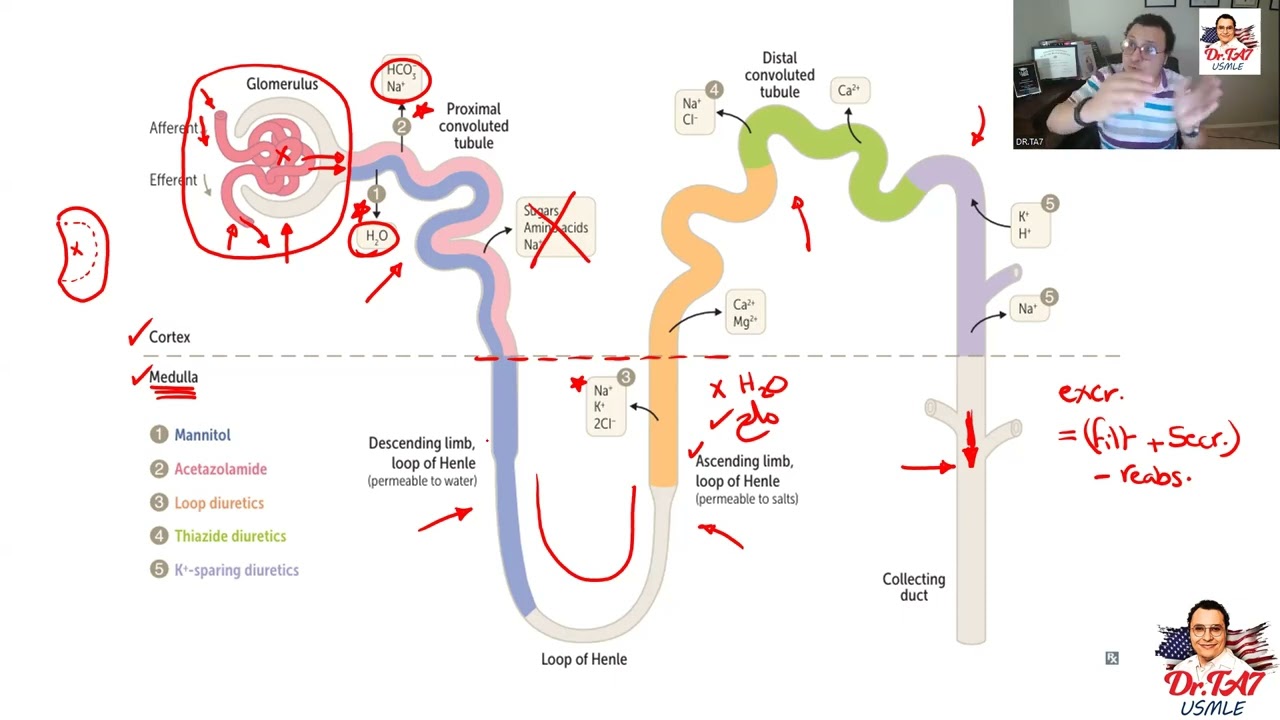 DR TA7: RENAL PHARMACOLOGY 1
