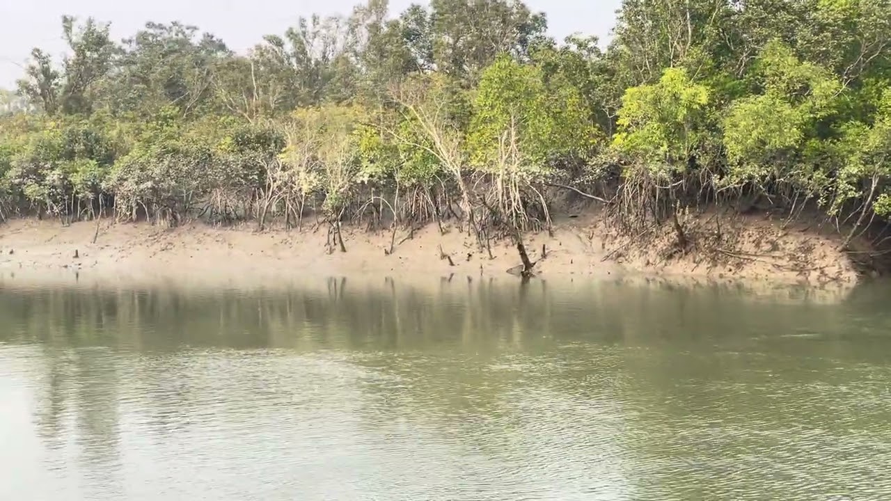 Into the World's Largest Mangrove! 🛶 Sundarban Boat Safari | Part 2