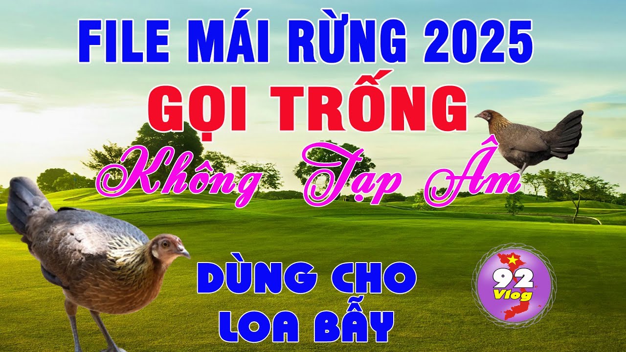 Mái Rừng Gọi Trống Siêu Hay, Dùng Bẫy Gà Rừng Kích Bổi Siêu Nhạy Bẫy Là Dính || 92 Vlog