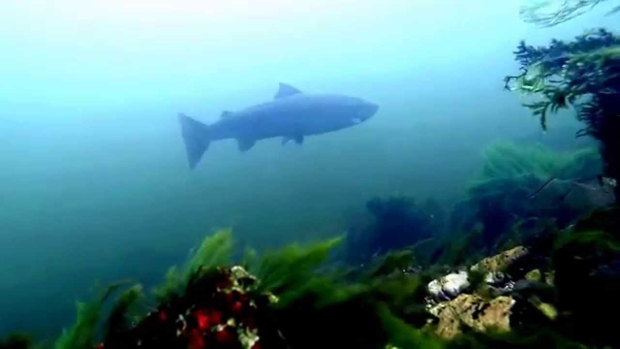 Underwater at the Old Bridge Enniscorthy