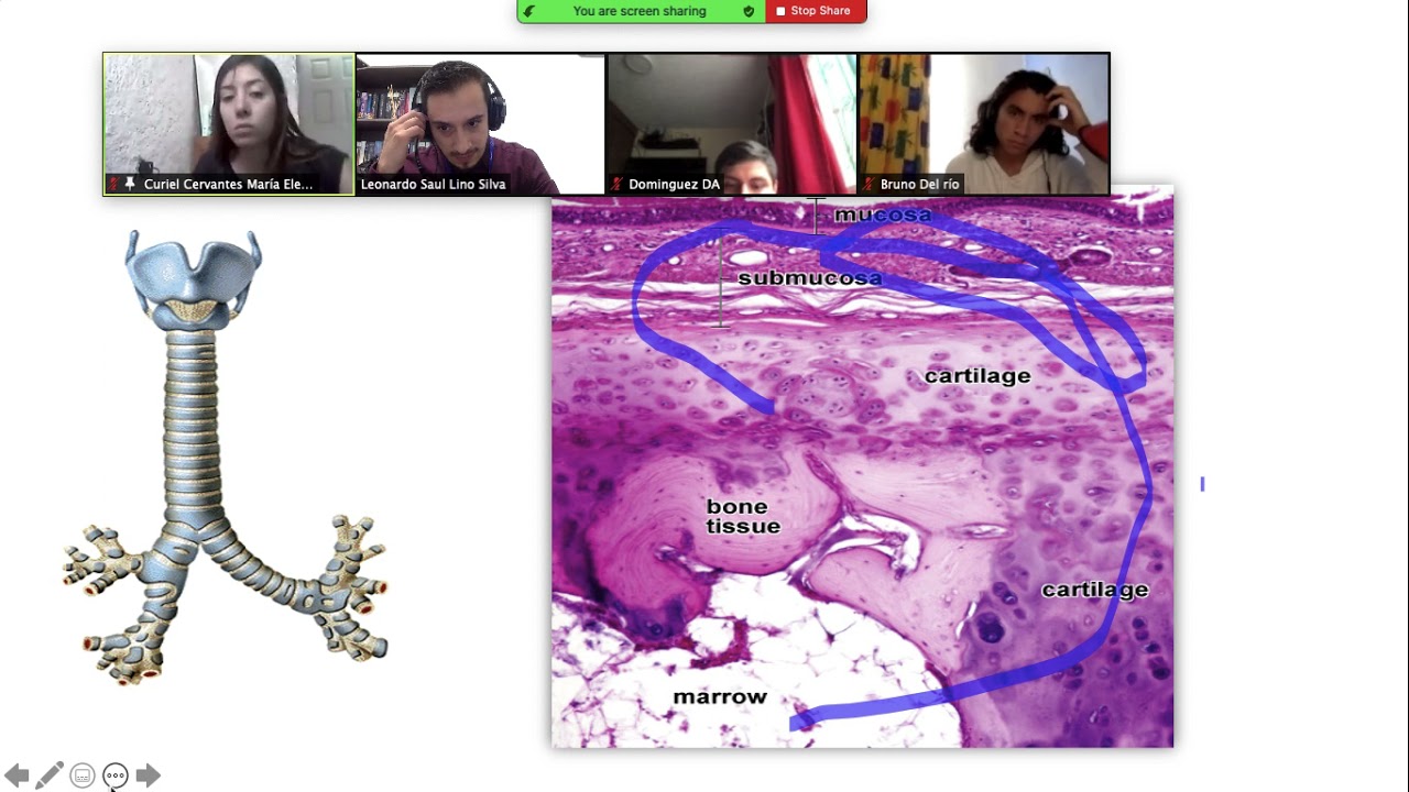 Patología especial. Pulmón. Generalidades