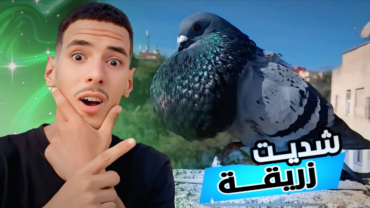ما يمكنش شديت زريقة 🔥🤯 | صيد الحمام 🏹🕊️
