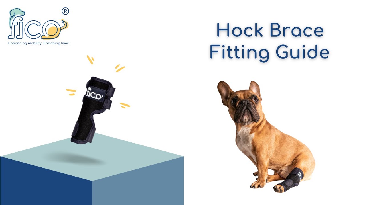 How to Fit the Fico Hock Brace on Your Dog | Step-by-Step Tutorial