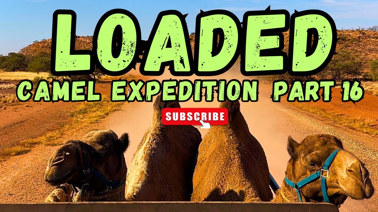 Camel expedition. Part 16. Loaded.