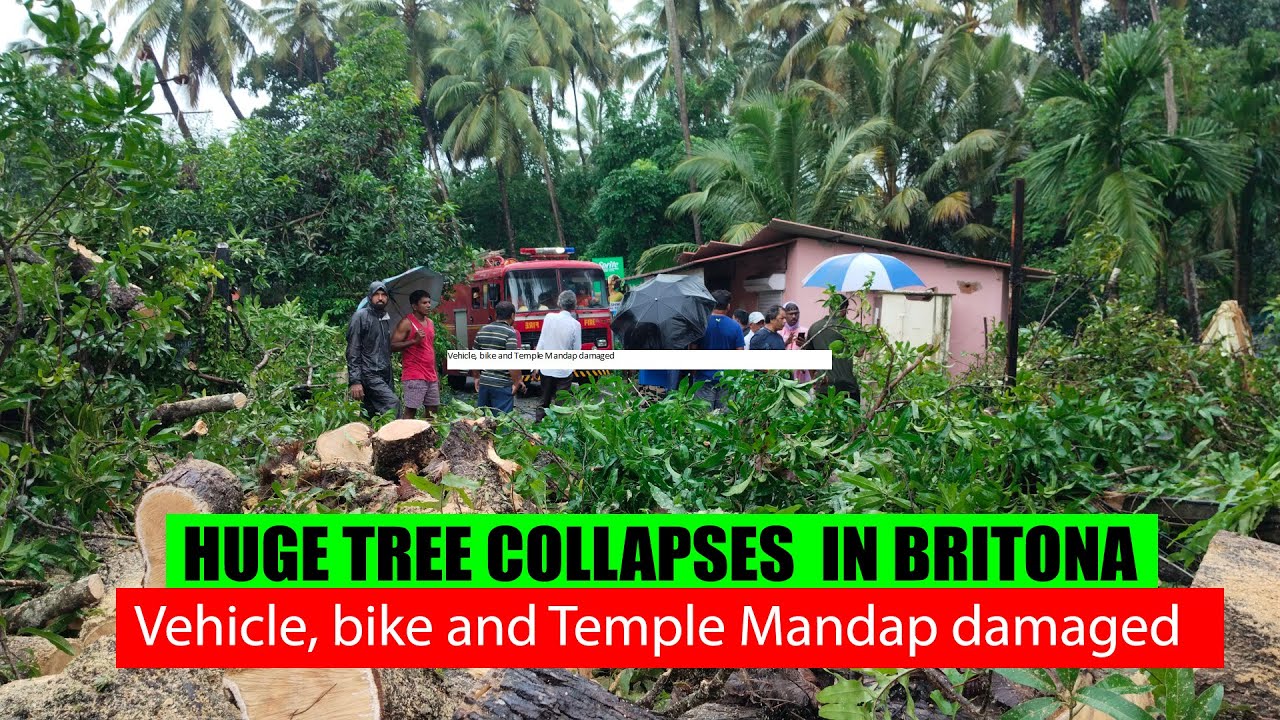 Huge tree collapses at Velosa vaddo in Britona, vehicle, bike, temple mandap damaged