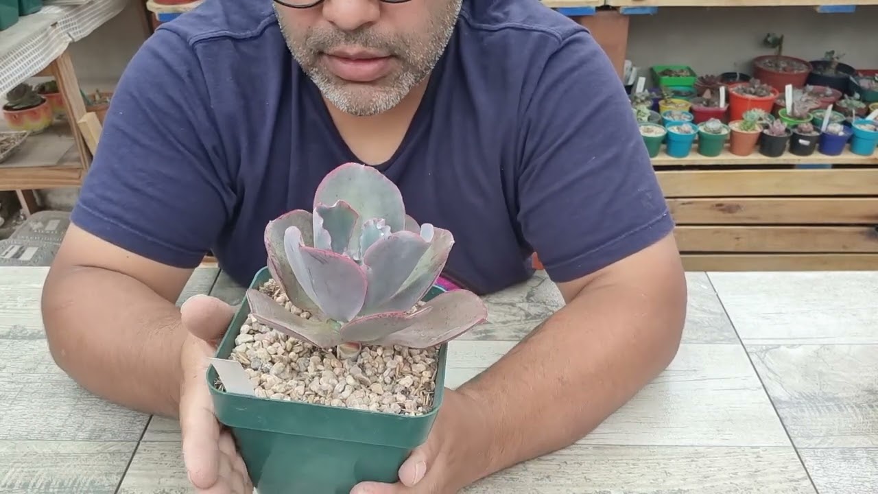 10 suculentas rulosas
