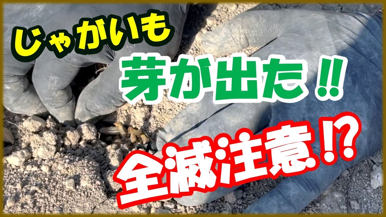 【芽が出たじゃがいも】放置すると全滅します