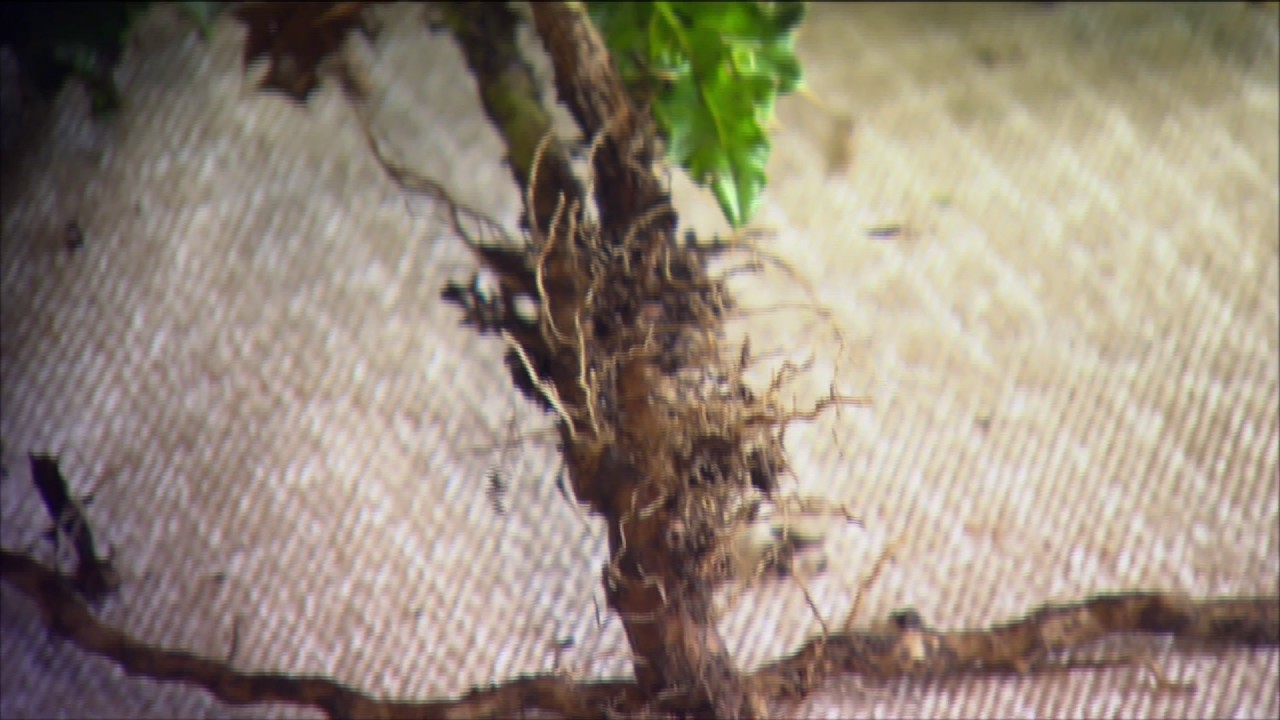 Californian Thistle Control