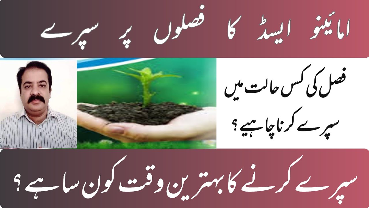 Amino Acids in Agriculture: Boosting Crop Growth & Yield | zarai mashwary