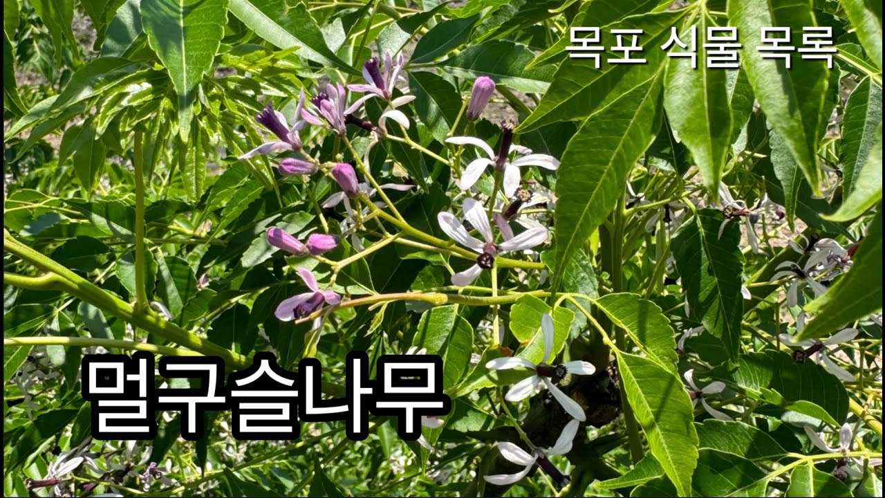 멀구슬나무