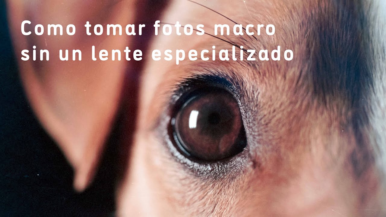 Como tomar fotos macro sin un lente especializado