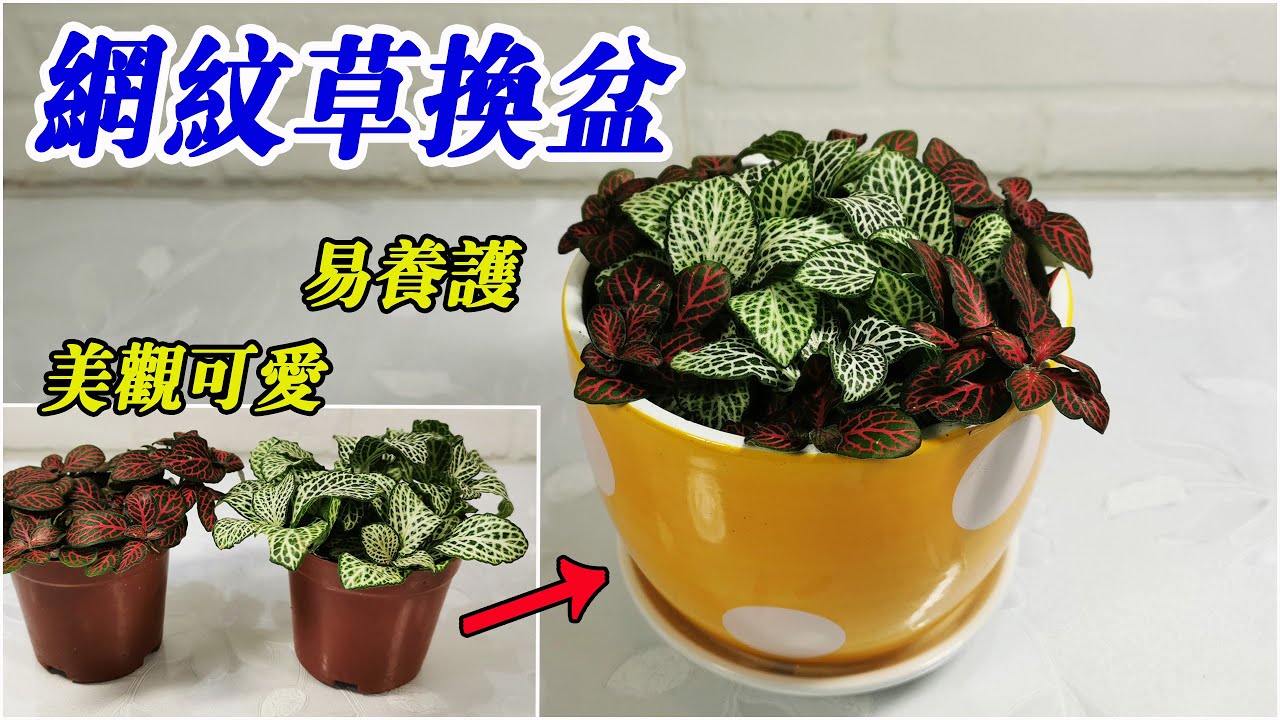 如何給網紋草換盆及養護，小巧可愛，很容易養的室內植物/Fittonia albivenis/Change pots