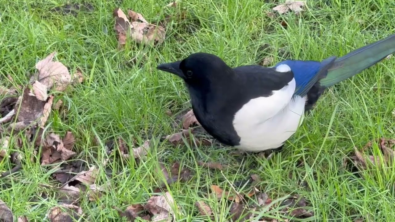 Magpie’s Fortuna