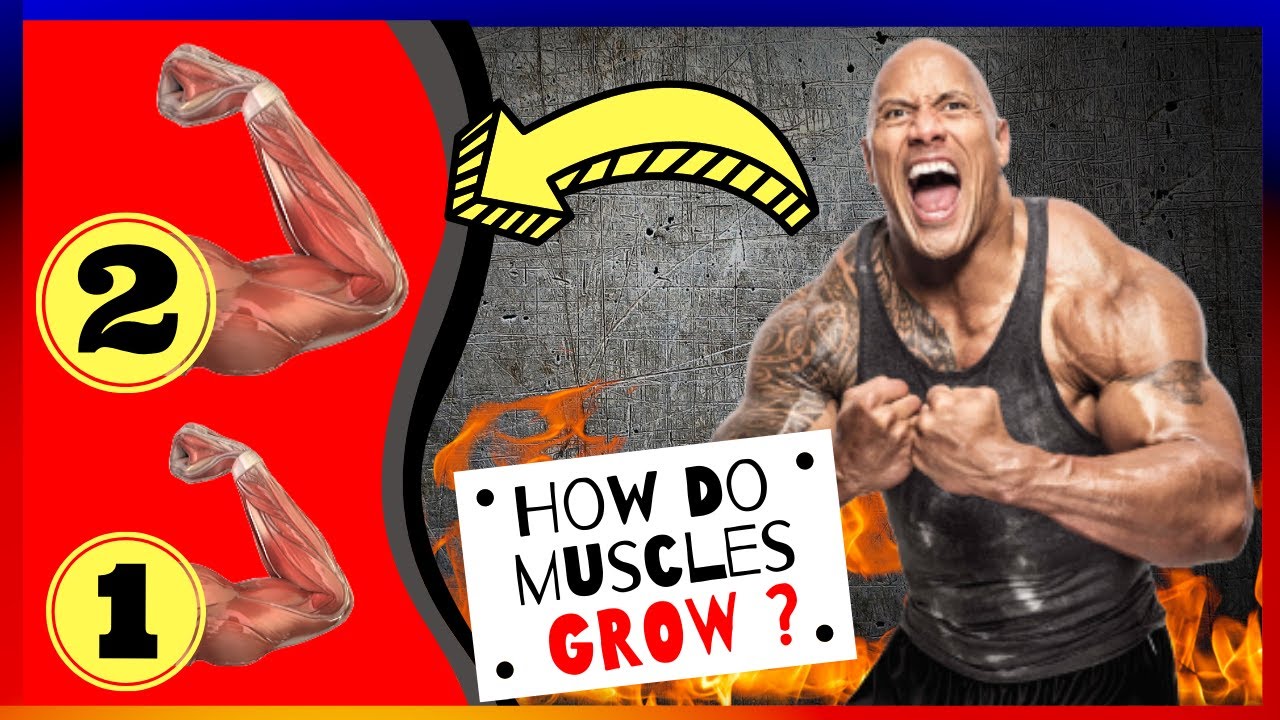 How Do MUSCLES GROW? The Complete Video (#208)