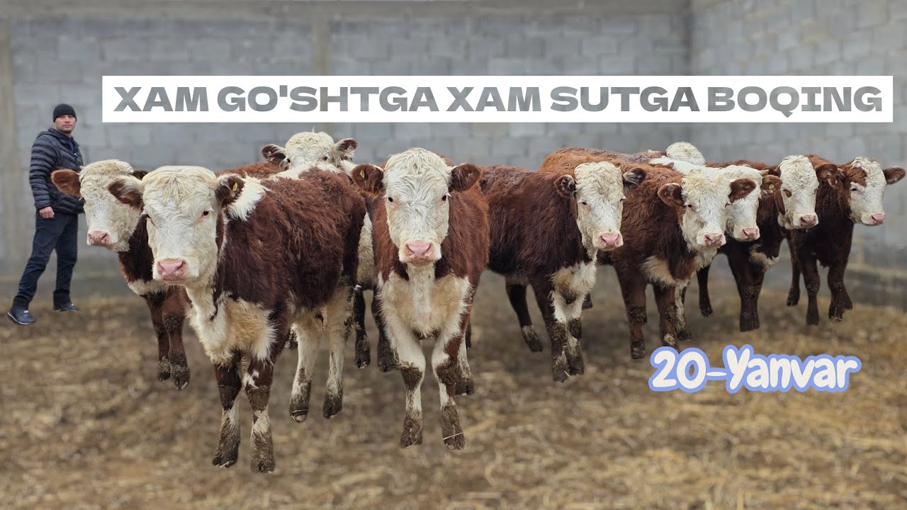 GO'SHT VA SUT YONALISHIGA TALABGA JAVOB BERADIGANLARI. MUHAMMADYUSUFGA ZO'RLARIDAN KELDI. 