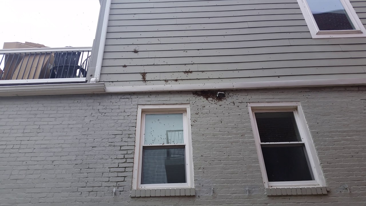 Forced abscond from row home in Baltimore