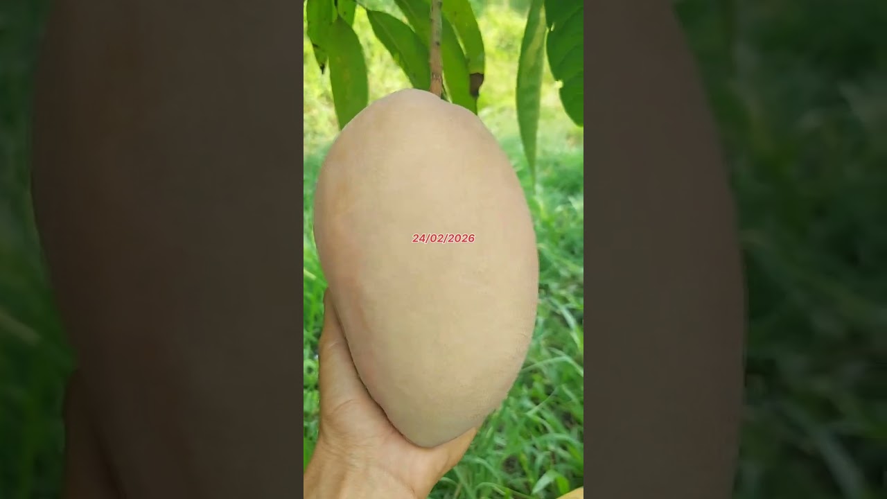 Xoài Đỏ ĐL (24/02/2026)