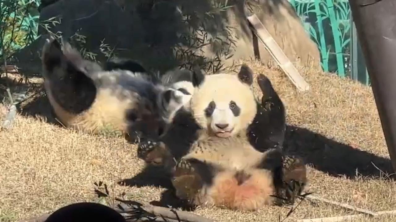 一緒にでんぐり返しのレイちゃんシャオくん【未公開編】【上野動物園】ジャイアントパンダ