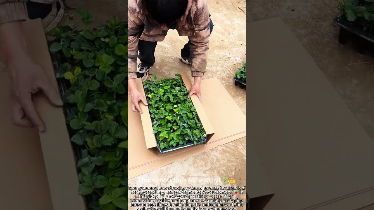 Growing & Packing Strawberry Seedlings for Shipping! 🍓📦