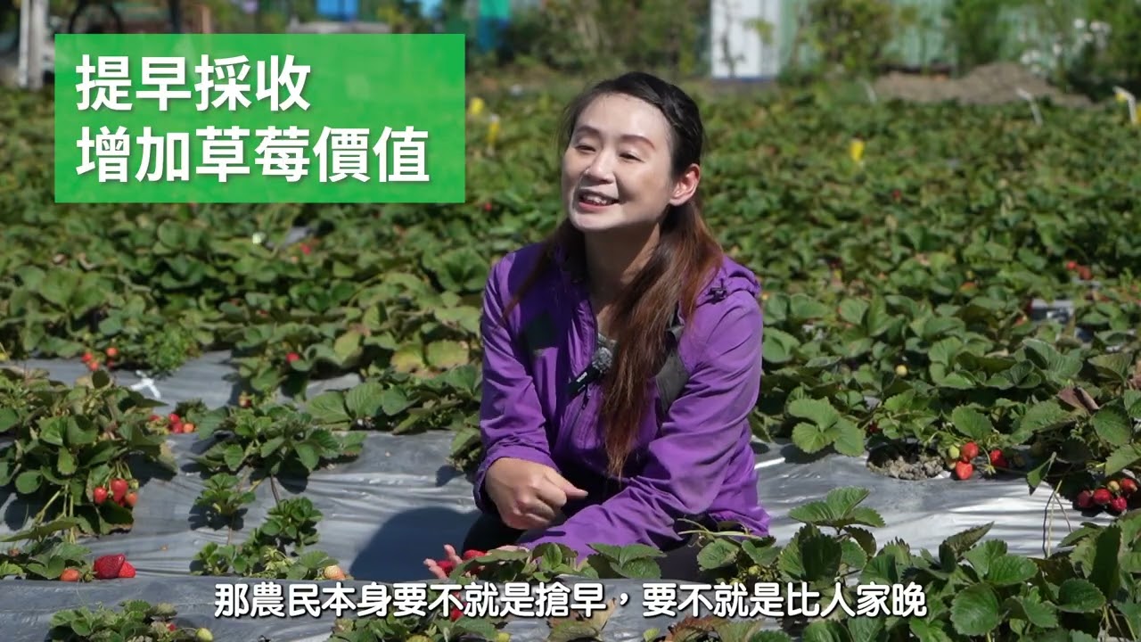 蔬菜作物應用: 草莓 精華