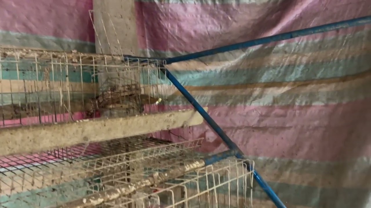 Bakanting layer cages / egg layer farm