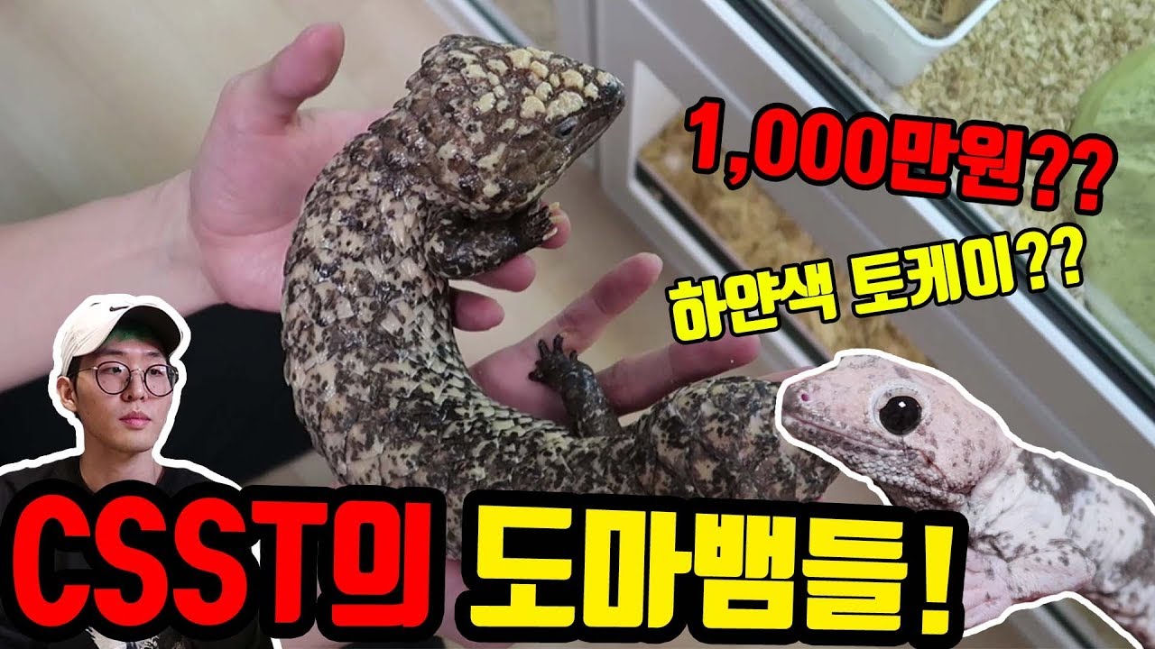 국내에 단 한 마리? CSST가 키우는 도마뱀들!(주노준호)