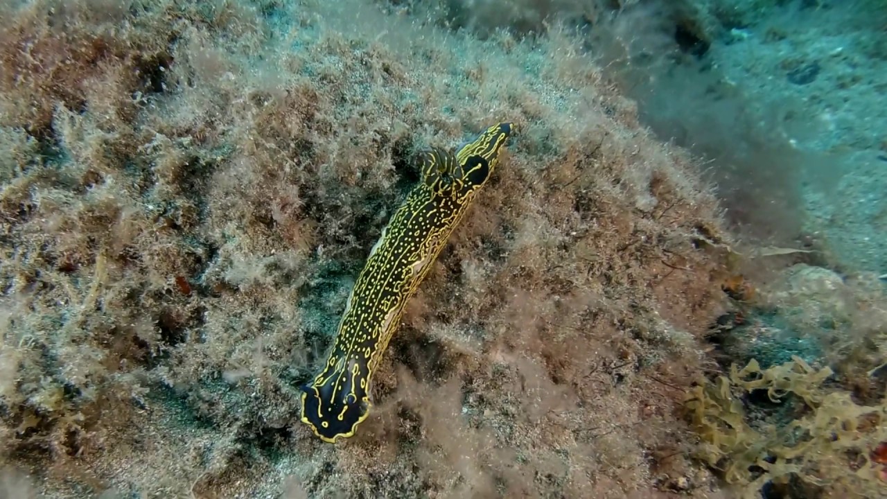 Buceo Gran Canaria el cabron 6-2-20