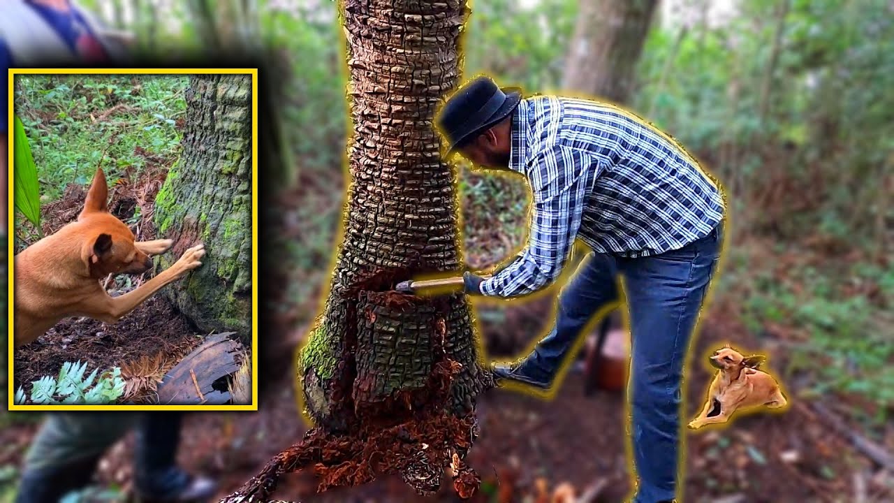 O cachorro farejou algo na árvore , cortei e fiquei surpreso com o achado [ Jack Charles ]