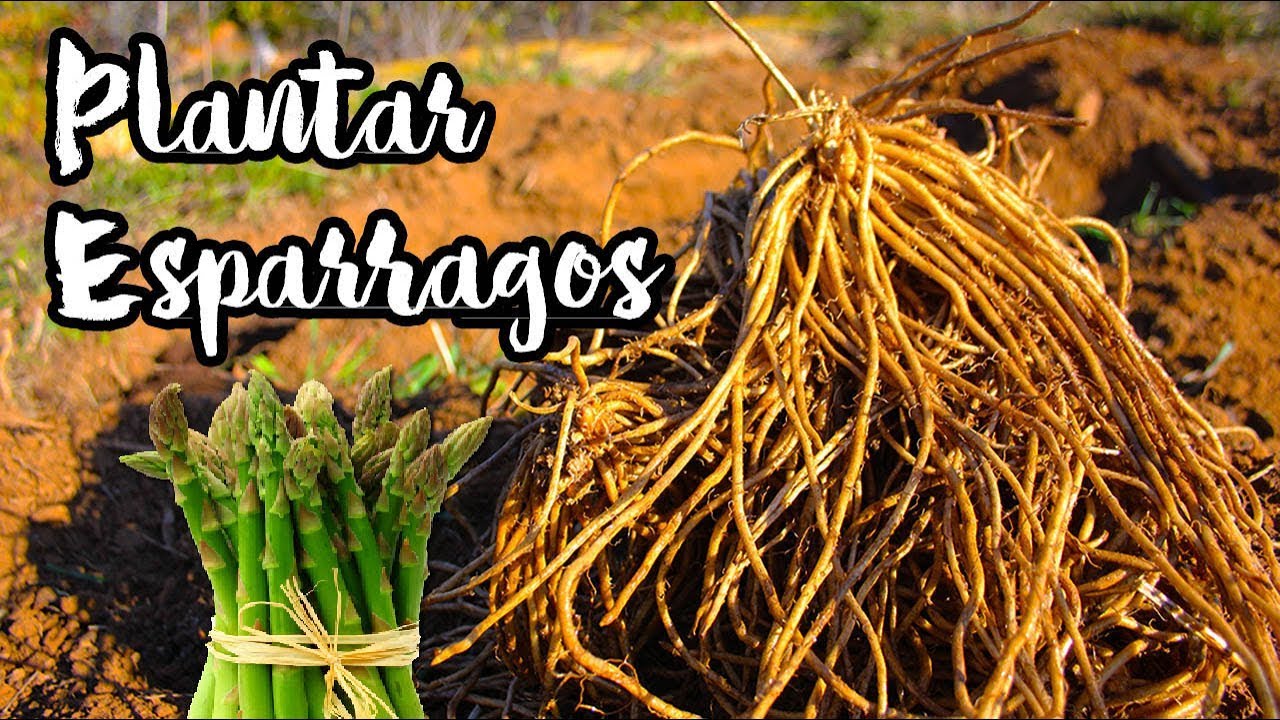 Cómo PLANTAR ESPARRAGOS en el Huerto (Muy Fácil) Usando Garras, no Semillas || La Horteta De Bussy