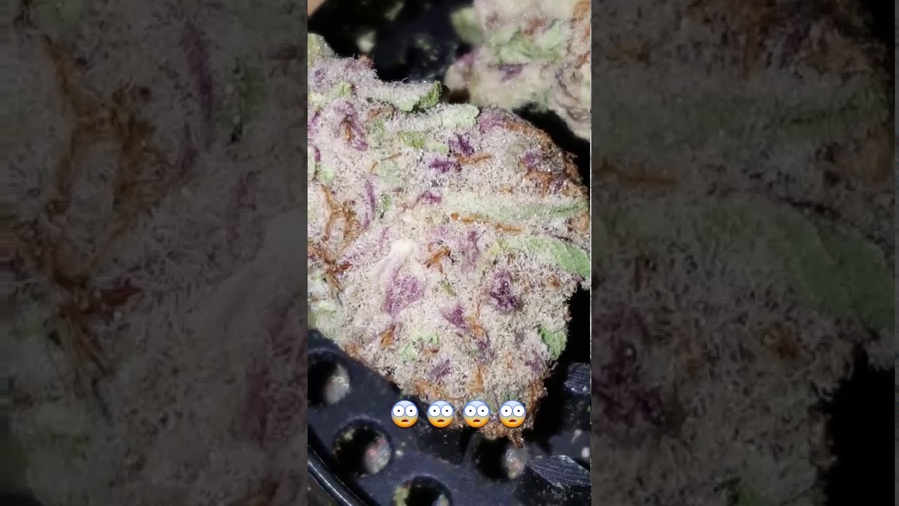 Cherry punch strain