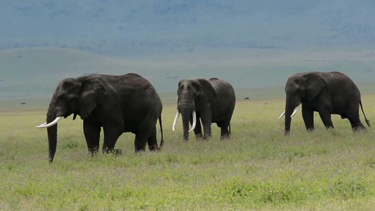 Ngorongoro Conservation Area, Ngorongoro Crater - Bull Elephants greeting each other