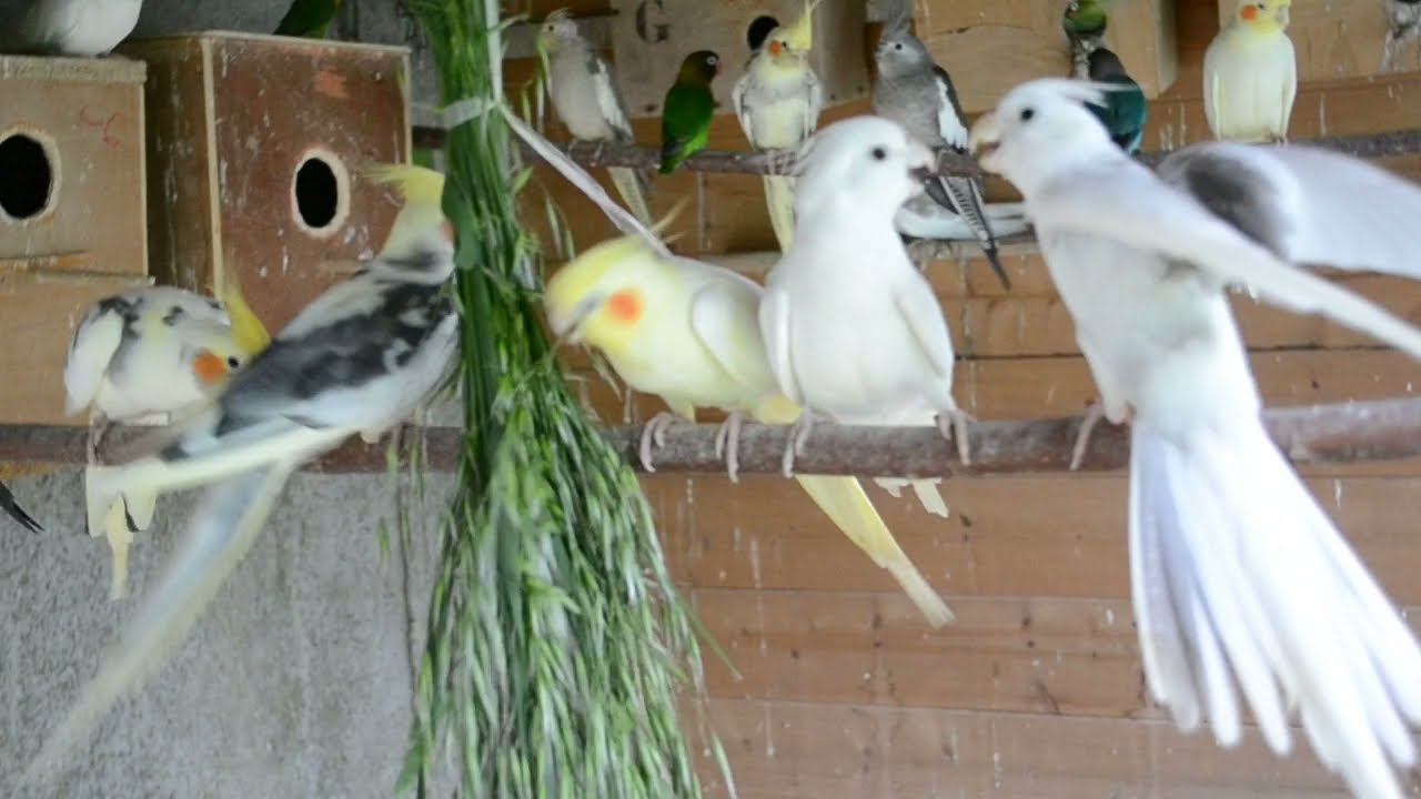 CALOPSITTES ET COMPAGNIE
