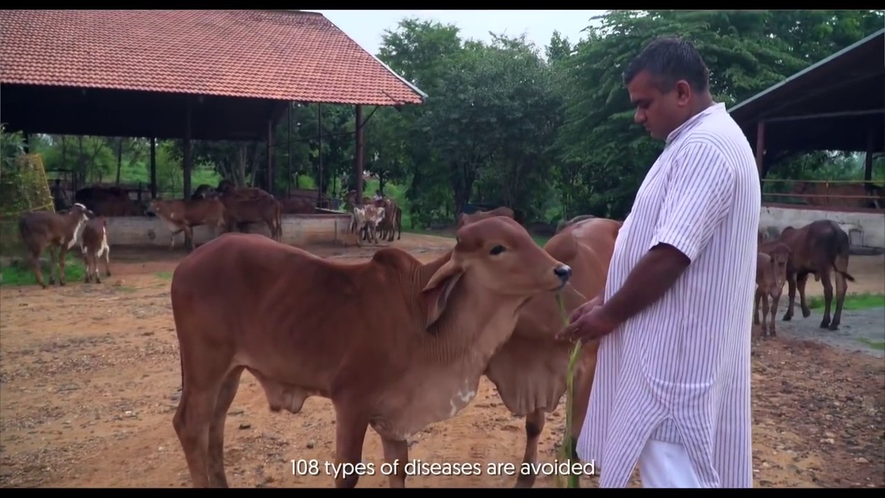 Sri Sri Gaushala, a Heaven on Earth for Cows    Best Gaushala in the World   Art of Living
