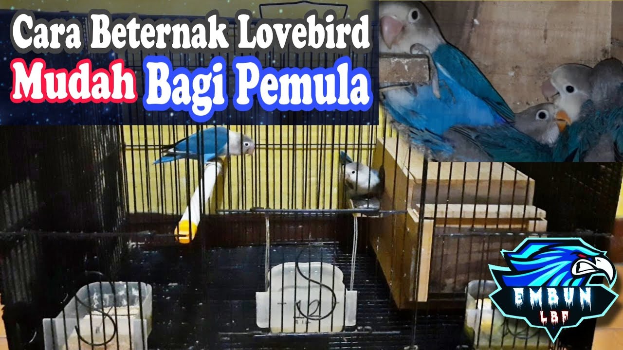 Cara Ternak Lovebird Pemula dan Tips Agar Lovebird Cepat Bertelur