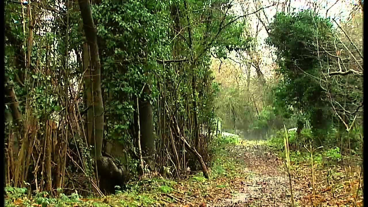 Developers permitted to bulldoze ancient woodland