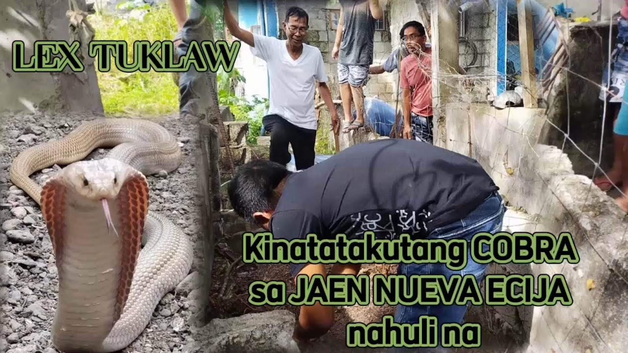 JUMBO COBRA sa JAEN NUEVA ECIJA sa GILID Ng bahay tumitira/ LEX TUKLAW NG NUEVA ECIJA