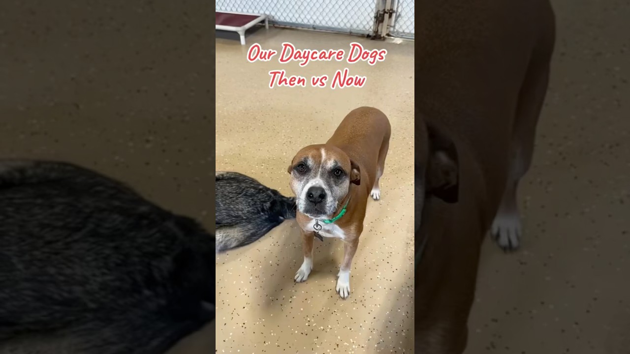 Our Daycare Dogs Then vs Now 