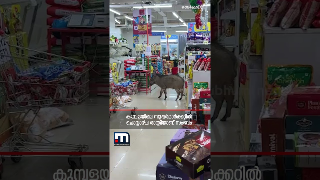 ദേ കാട്ടുപന്നി സൂപ്പ‍‍ർ മാ‌‍‍‌‌ർക്കറ്റിൽ!!! | Kasaragod | Wild Boar | Super Market