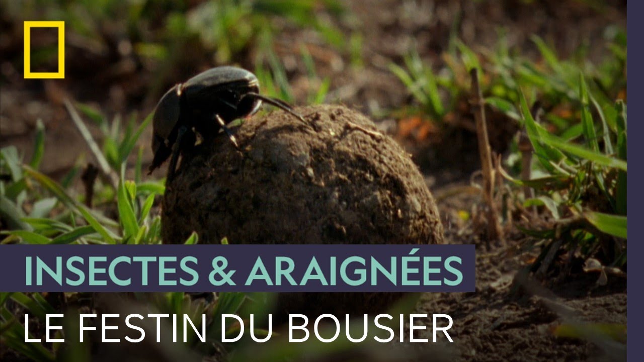 Pour le bousier, chaque crotte est un véritable festin