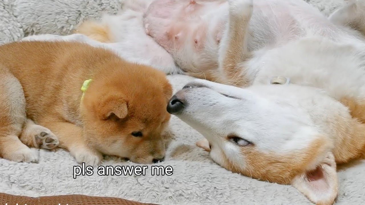 Puppy Got His Fright of His Life! He Assumed his Mom is Ded