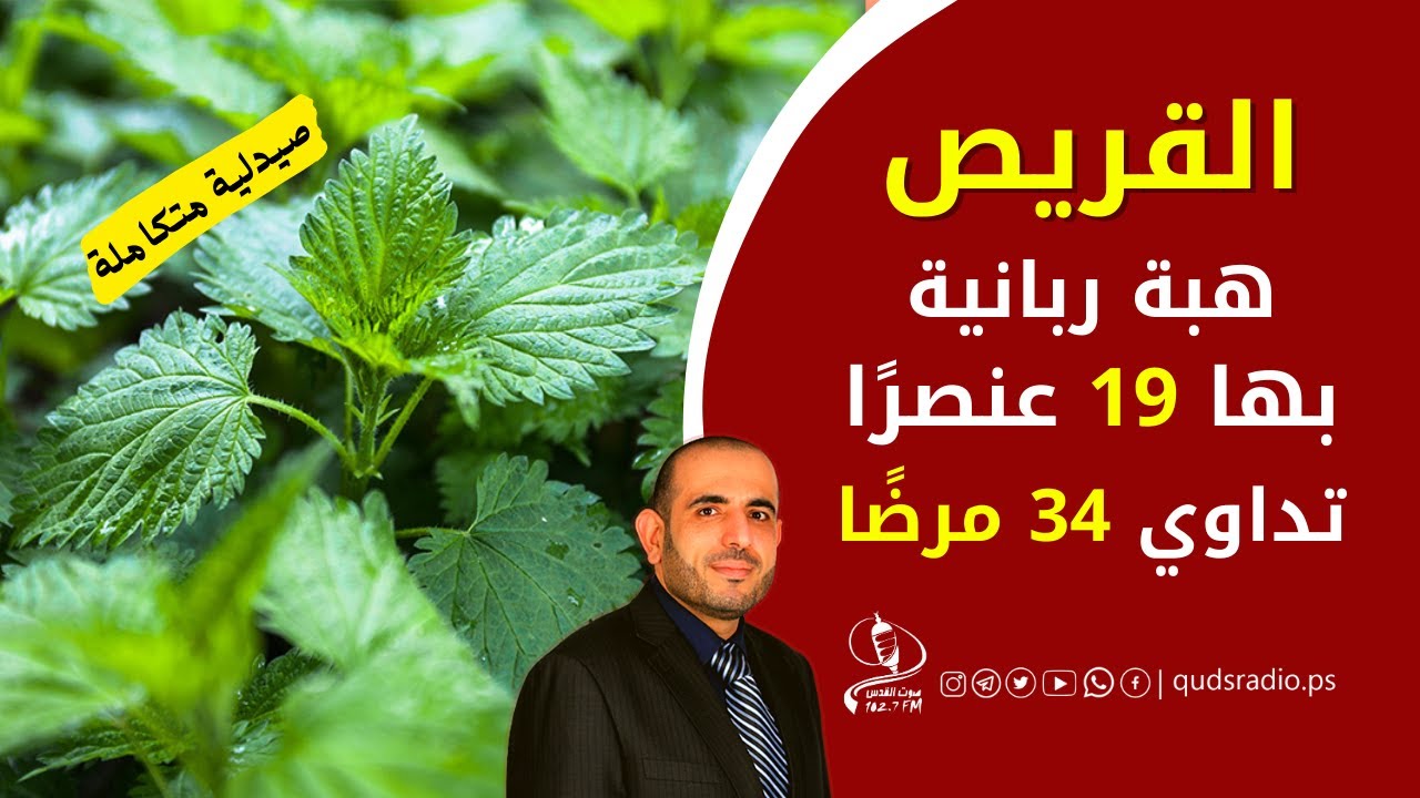 ستبحث عن القريص وفوائده بنفسك بعد اليوم لأن منقوع عشبة القراص يخلصك من عشرات السموم والامراض