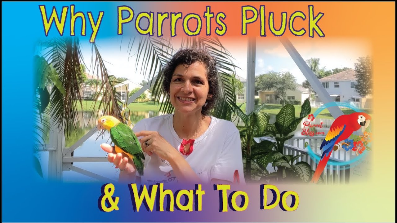 #Parrots_Plucking Why Do Parrots Pluck & What To Do About It #Parrot_Bliss