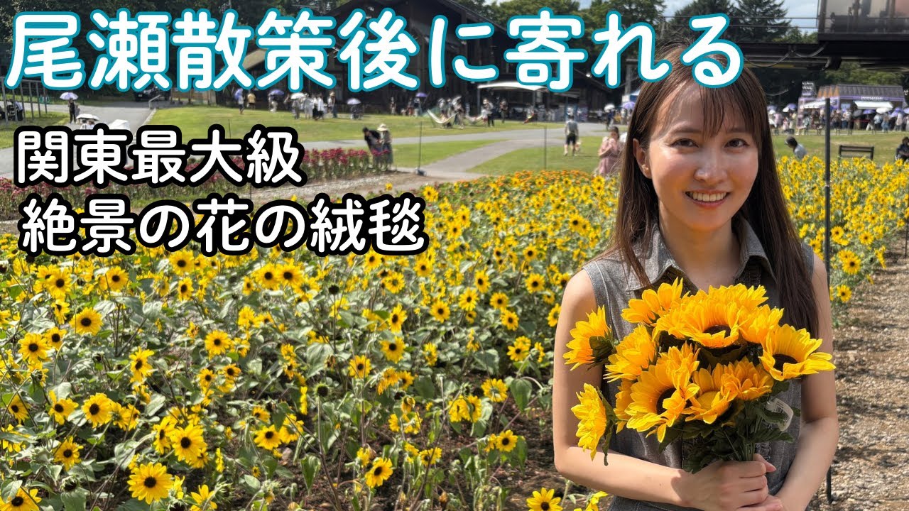 【登山後観光】尾瀬下山　たんばらラベンダーパーク｜関東最大級のラベンダー畑を散策