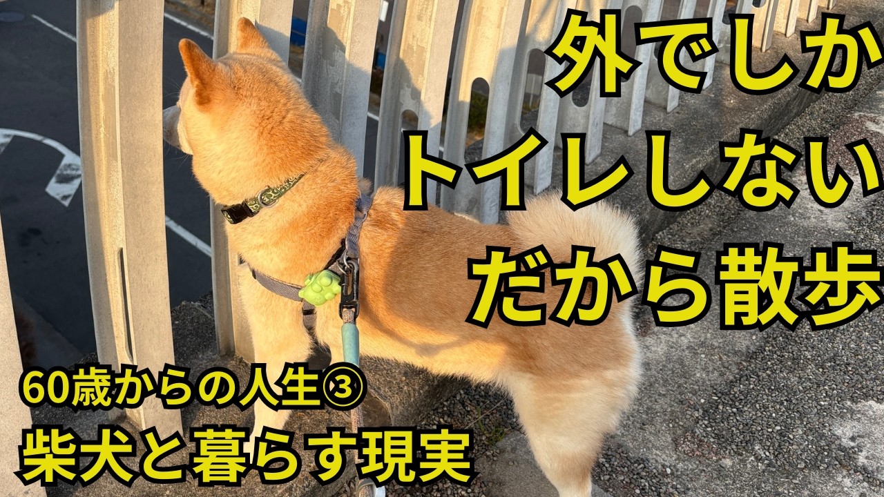 柴犬がくれた生活リズム｜雨でも台風でも散歩する理由【60歳からの人生③】