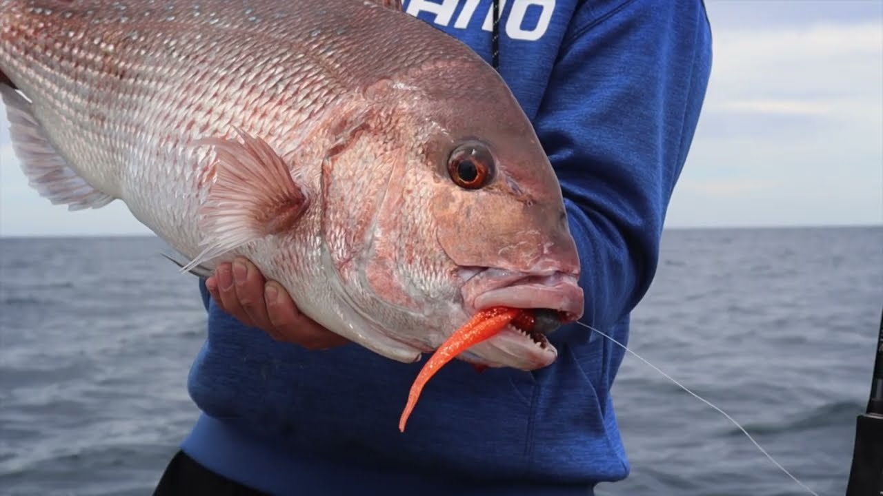 SHIMANO 2022 JDM Softbaiting at the Mokohinau Islands