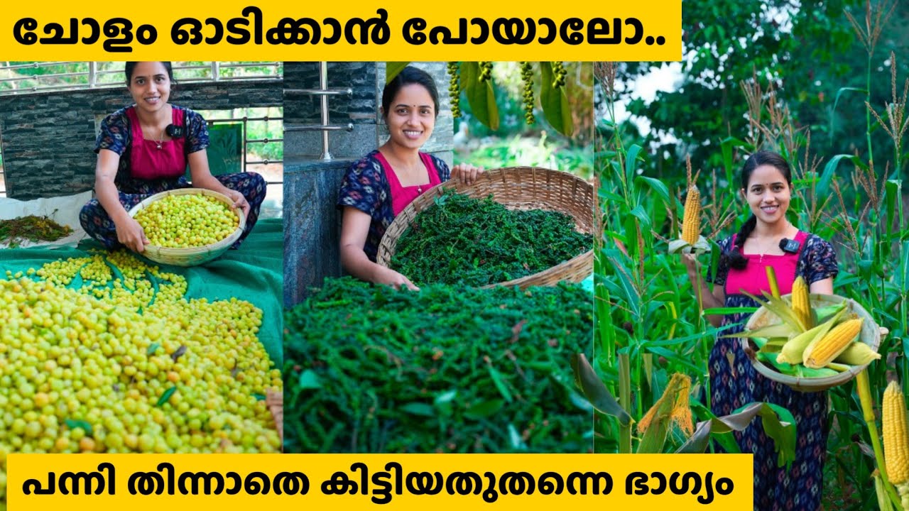 ചോളം മൂത്തു വിളഞ്ഞു ഒടിച്ചെടുക്കാൻ പോയാലോ.. പന്നി തിന്നാതെ കിട്ടിയത്  ഭാഗ്യം...