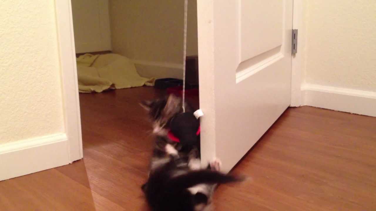 Epic foster kitten battle!