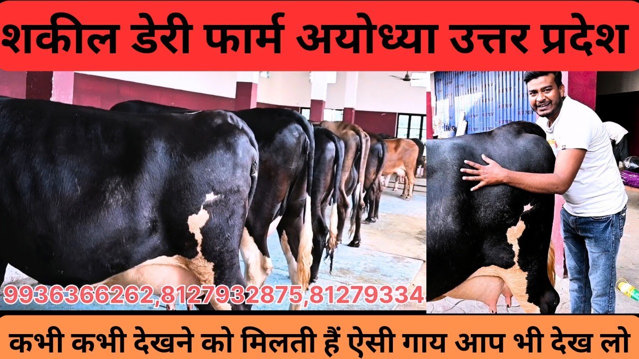 शकील डेयरी फार्म, Shakil dairy farm ayodhya, आ गई गायों की नई खेप, हाई क्वालिटी।